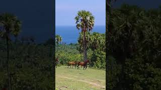 preview picture of video 'Keindahan pulau leti (kab. Mbd)'