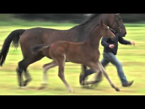 Zinedine Fohlen 2014