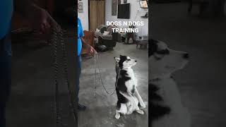 Husky Dog Leash Training Method Sit Pretty #shorts #short #dog #dogtraining #husky