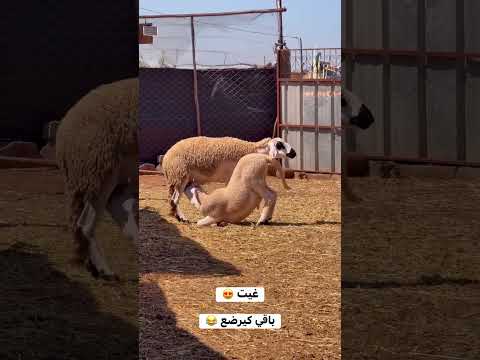 غيت 😍 باقي كيرضع 😅 #تربية_الأغنام