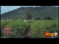 Allari Bullodu 1978 Movie Song Super Star Krishna
