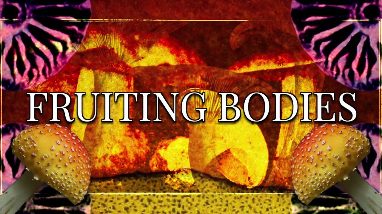 Fruiting Bodies