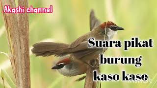 Download lagu Suara pikat burung kaso kaso mp3 mp3 Download lagu Suara pikat burung kaso kaso mp3 mp3