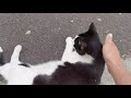 Tuxedo Cat Walk