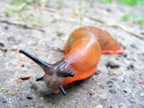 Swiftage #1 January Edition