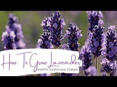 ラベンダーの育て方