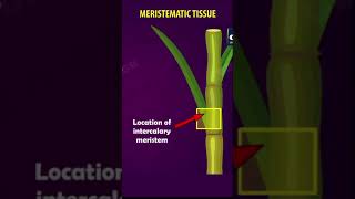 #Tissues Class 9 | Meristematic tissues | cbse 9  Biology | chapter 6| NCERT  | Gradebooster #shorts