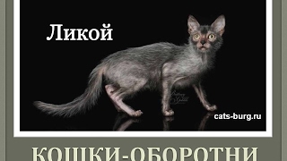 Новая порода кошек -ЛИКОЙ. ✴Кошка-оборотень✴cat werewolf/Lykoi cats breed
