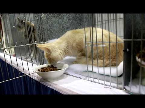 download lagu mp3 mp4 Ragdoll Cat Ireland, download lagu Ragdoll Cat Ireland gratis, unduh video klip Ragdoll Cat Ireland