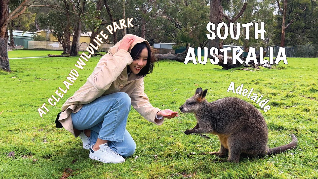 Explore Cleland Wildlife Park through the eyes of visitors.