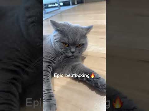 What did I just make🥹 #cat #shortvideo #cat #funny #trending #fyp #subscribe #cute #shorts #yeh