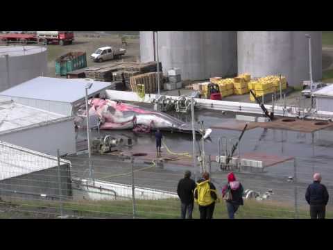 The Art of Cutting Whale