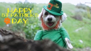Happy St. Patrick's day