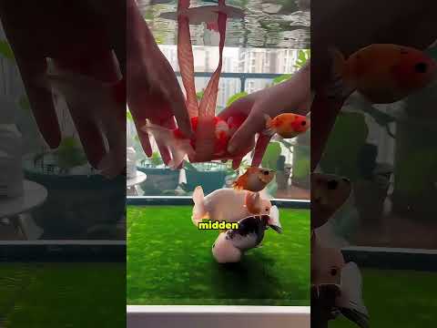 Ze Maakte een Speciaal Aquarium voor de Arme Vis! 🐠🥹 #shorts