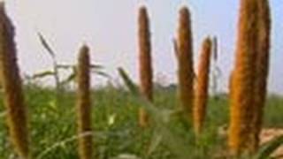 Millet Farm, Punjab