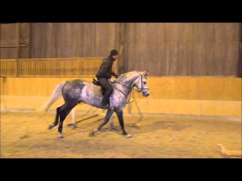 Caesar - *2005,holstein stallion,Colman x Corrado I,www.salesporthorses.com