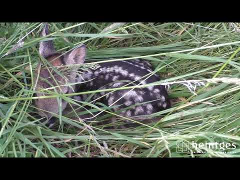 Heintges- Sicher durch die Jägerprüfung - Rehkitzrettung