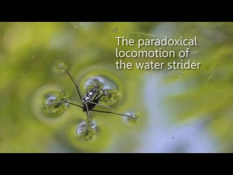 The paradoxical locomotion of the water strider