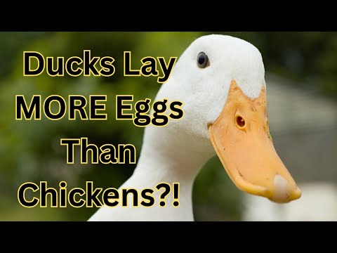Raising Ducks for Eggs: Best Breeds & Why They Outlay Chickens! 🦆🥚