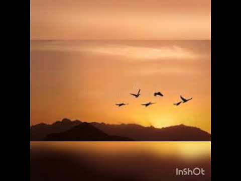 Quem firma em Deus não cai