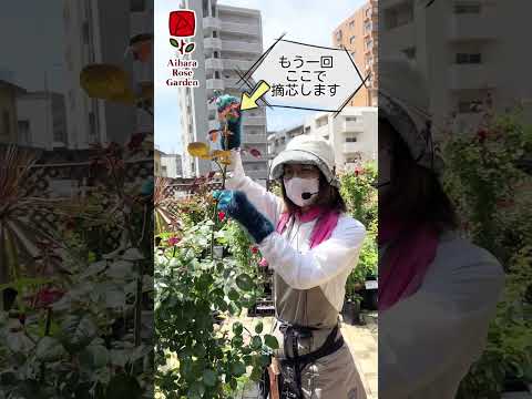 イバラを破壊するにはどうすればよいですか？イバラに対して塩をかけるのは「はい」ですか、「いいえ」ですか？永続的な結果を得るには何に賭けるべきでしょうか?  庭園