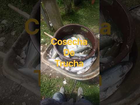 Cosecha Grande de Trucha Arcoíris en Coromoro Santander | Así Sacamos Las Truchas del Estanque