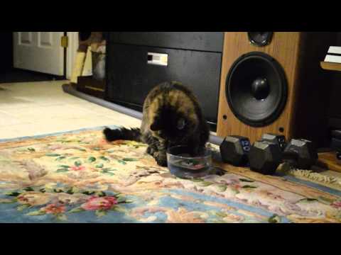 Sniffles the cat drinking cold water