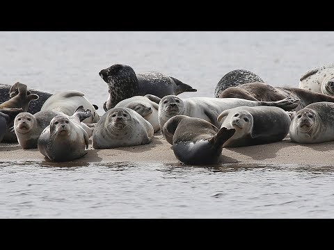 Stay away from seals resting on Jersey Shore beaches