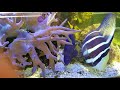 23 Year Old Purple Tang