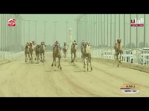 ش 1 (شعله) لـ هجن الشحانية 12:08:61 ، مهرجان ختامي الشحانية 2026/04/28 حول