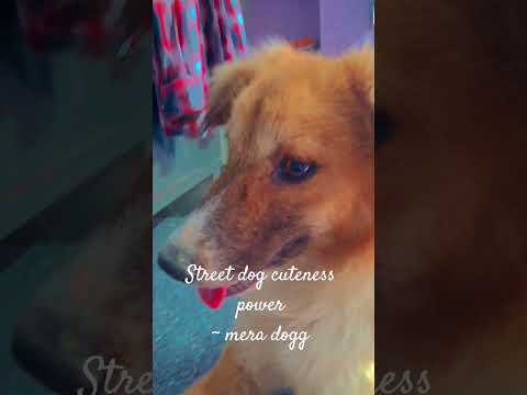 Pragya Vibes ✨🎬 | Trending Shorts Video 🔥 | Cute & Fun Moments