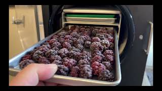 FREEZE DRYING PREMADE CEREAL AND BLACKBERRIES - Harvest Right Freeze Dryer