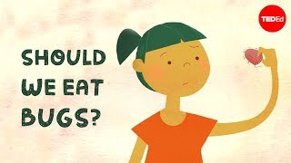 TED-Ed - Should We Eat Bugs?