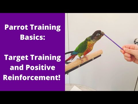 Parrot Training Basics | Target Training and Positive Reinforcement | TheParrotTeacher