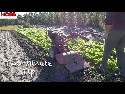 How to Sustainably Control Soil Pests with a Mustard Cover Crop
