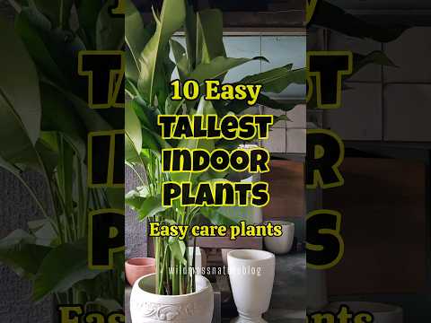 Best tallest indoor plants / tall plants for home #shortvideo #shorts #houseplants