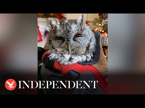 Family Finds An Owl In Their Christmas Tree