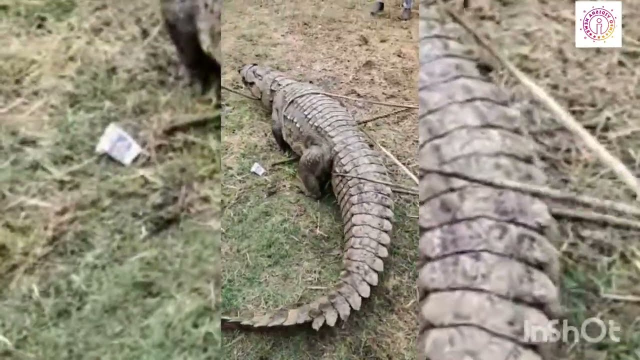 VIDISHA RESCUE - विदिशा के गांव में मिले विशालकाय मगरमच्छ और अजगर मच गया हड़कंप .......