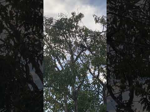 Caminhada ao entardecer #seinscrevanocanal #pássaros #jacú#pacoti#ceará #palmácia