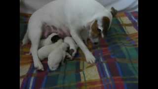 preview picture of video 'JACK RUSSEL-SHERLY porod 31052012.wmv'
