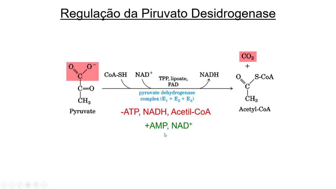 11.  Formação de Acetil CoA (piruvato desidrogenase)
