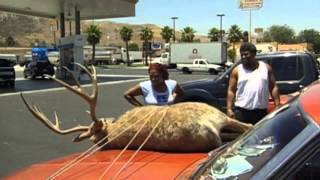 Deer on the hood prank
