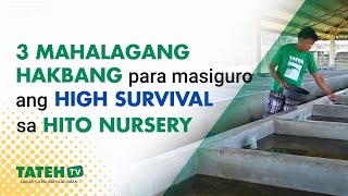3 Mahalagang hakbang para masiguro ang high survival sa Hito Nursery | TatehTV Episode 169