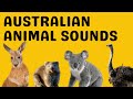 Australian Animal Sounds
