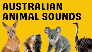 Australian Animal Sounds gameplay video by mgorham, 3:35 duration