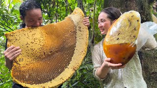 Harvesting Giant Forest Honey Goes to the market sell- Vàng Hoa