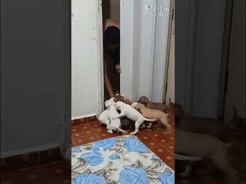 Uma boa babá😂❤️🐶