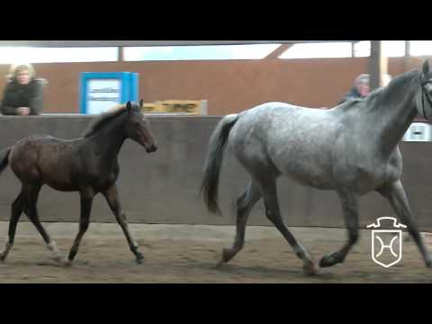 NF-NT001 Hengstfohlen von Quiran - Caretino - Corrado I