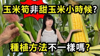 Re: [問卦] 玉米筍滿難吃的吧