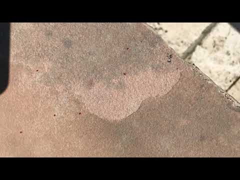 Home Has a Massive Clover Mite Infestation